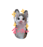 everyday Minto（個別スタンプ：30）