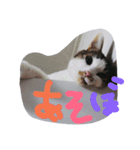 everyday Minto（個別スタンプ：32）