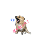 ポメヨンのラン2（個別スタンプ：1）