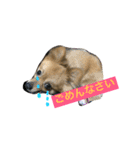 ポメヨンのラン2（個別スタンプ：5）