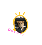 ポメヨンのラン2（個別スタンプ：7）
