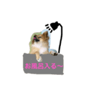 ポメヨンのラン2（個別スタンプ：13）