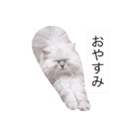 白玉くんの日常 2（個別スタンプ：5）