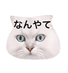 白玉くんの日常 2（個別スタンプ：6）