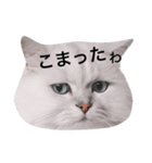 白玉くんの日常 2（個別スタンプ：10）