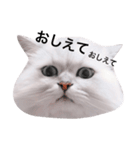 白玉くんの日常 2（個別スタンプ：11）