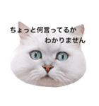 白玉くんの日常 2（個別スタンプ：20）