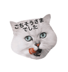 白玉くんの日常 2（個別スタンプ：23）