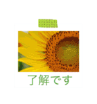 花の写真に言葉をそえて（個別スタンプ：1）