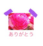 花の写真に言葉をそえて（個別スタンプ：2）