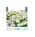 花の写真に言葉をそえて（個別スタンプ：4）