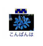 花の写真に言葉をそえて（個別スタンプ：6）