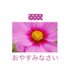 花の写真に言葉をそえて（個別スタンプ：7）