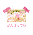 花の写真に言葉をそえて（個別スタンプ：9）