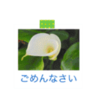 花の写真に言葉をそえて（個別スタンプ：11）