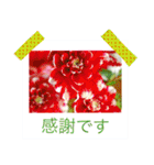 花の写真に言葉をそえて（個別スタンプ：13）