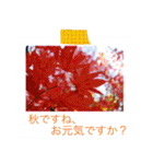 花の写真に言葉をそえて（個別スタンプ：19）