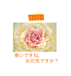 花の写真に言葉をそえて（個別スタンプ：20）