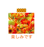 花の写真に言葉をそえて（個別スタンプ：24）