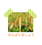 花の写真に言葉をそえて（個別スタンプ：25）