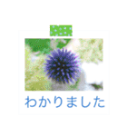 花の写真に言葉をそえて（個別スタンプ：26）