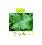 花の写真に言葉をそえて（個別スタンプ：30）