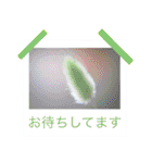 花の写真に言葉をそえて（個別スタンプ：34）