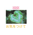 花の写真に言葉をそえて（個別スタンプ：35）