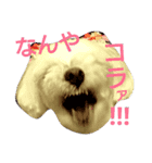 関西弁マルチーズ（個別スタンプ：2）