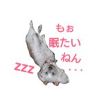 関西弁マルチーズ（個別スタンプ：3）