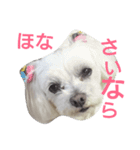 関西弁マルチーズ（個別スタンプ：5）