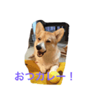 しゃべる凛太郎（個別スタンプ：1）