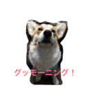 しゃべる凛太郎（個別スタンプ：2）