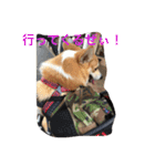 しゃべる凛太郎（個別スタンプ：4）