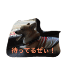 しゃべる凛太郎（個別スタンプ：7）