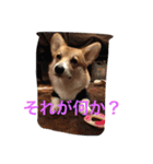 しゃべる凛太郎（個別スタンプ：8）