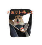 しゃべる凛太郎（個別スタンプ：9）