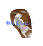 しゃべる凛太郎（個別スタンプ：10）