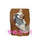しゃべる凛太郎（個別スタンプ：11）