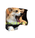 しゃべる凛太郎（個別スタンプ：12）