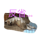 しゃべる凛太郎（個別スタンプ：13）