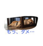 しゃべる凛太郎（個別スタンプ：14）