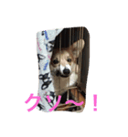 しゃべる凛太郎（個別スタンプ：15）