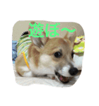 しゃべる凛太郎（個別スタンプ：16）