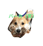 しゃべる凛太郎（個別スタンプ：18）