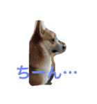 しゃべる凛太郎（個別スタンプ：20）