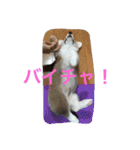 しゃべる凛太郎（個別スタンプ：21）