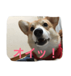 しゃべる凛太郎（個別スタンプ：22）