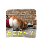 しゃべる凛太郎（個別スタンプ：23）