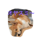 しゃべる凛太郎（個別スタンプ：24）